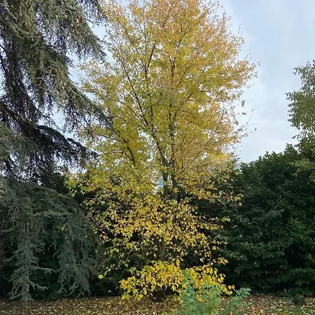 Acero Giallo 3* Parme
