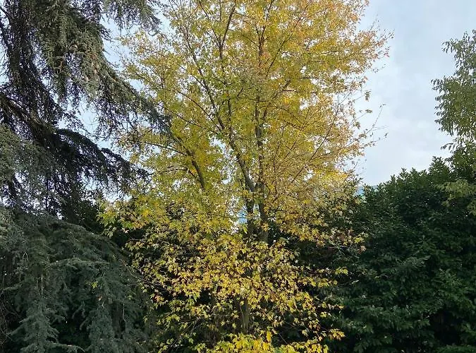 Acero Giallo 3* Πάρμα