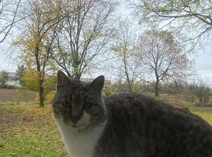 Bed and Breakfast Acero Giallo Πάρμα