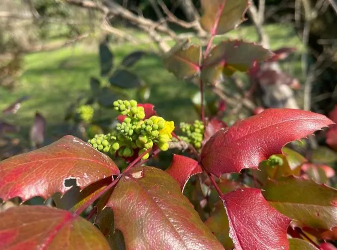 Acero Giallo Bed and Breakfast